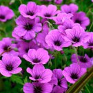 25 Seeds Anne Thomson Geranium Seeds For Garden Planting Easy to Grow
