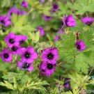 25 Seeds Ann Folkard Geranium Seeds For Garden Planting Easy to Grow