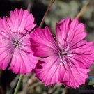 200 Seeds Dianth Granitic Carnation Seeds For Garden Easy to Grow