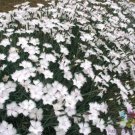 200 Seeds Dianth Greystone Carnation Seeds For Garden Easy to Grow