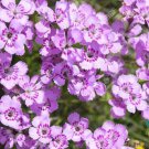 200 Seeds Dianth Nitid Carnation Seeds For Garden Planting Easy to Grow