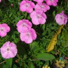 200 Seeds Dianth Pungens Carnation Seeds For Garden Planting Easy to Grow