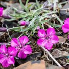 200 Seeds Dianth Repens Carnation Seeds For Garden Planting Easy to Grow