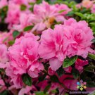 200 Seeds Double Pink Carnation Seeds For Garden Planting Easy to Grow
