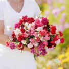 200 Seeds Enfant De Nice Mix Carnation Seeds For Garden Easy to Grow