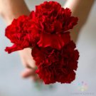 200 Seeds Etincellant Carnation Seeds For Garden Planting Easy to Grow