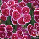 200 Seeds Everlast Lavender Lace Carnation Seeds For Garden Easy to Grow