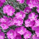 200 Seeds Firewitch Carnation Seeds For Garden Planting Easy to Grow
