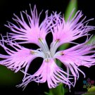 200 Seeds Fringed Pink Carnation Seeds For Garden Planting Easy to Grow