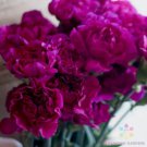 200 Seeds Fuchsia Love Carnation Seeds For Garden Planting Easy to Grow