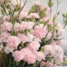 200 Seeds Garden Pink Carnation Seeds For Garden Planting Easy to Grow