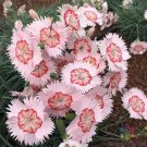 200 Seeds Georgia Peach Pie Carnation Seeds For Garden Easy to Grow