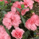 200 Seeds Giant Pink Carnation Seeds For Garden Planting Easy to Grow