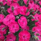 200 Seeds Glamour Time Carnation Seeds For Garden Planting Easy to Grow