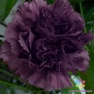 200 Seeds Grenadin King Of Blacks Carnation Seeds For Garden Easy to Grow