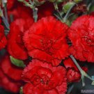 200 Seeds Grenadin Red Carnation Seeds For Garden Planting Easy to Grow