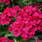 200 Seeds Jolt Cherry Carnation Seeds For Garden Planting Easy to Grow