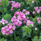 200 Seeds Jolt Pink Magic Mix Carnation Seeds For Garden Easy to Grow