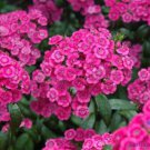200 Seeds Jolt Pink Swirl Carnation Seeds For Garden Planting Easy to Grow