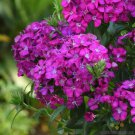 200 Seeds Joly Purple Carnation Seeds For Garden Planting Easy to Grow