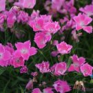 200 Seeds Kahorpink Carnation Seeds For Garden Planting Easy to Grow