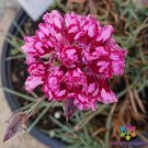 200 Seeds Laced Romeo Carnation Seeds For Garden Planting Easy to Grow