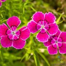 200 Seeds Maiden Pink Carnation Seeds For Garden Planting Easy to Grow
