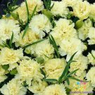 200 Seeds Marie Chabaud Carnation Seeds For Garden Planting Easy to Grow