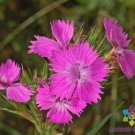 200 Seeds Needle Pink Carnation Seeds For Garden Planting Easy to Grow