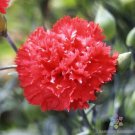 200 Seeds Orange Sherbet Carnation Seeds For Garden Planting Easy to Grow