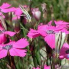 200 Seeds Peacock Pink Carnation Seeds For Garden Planting Easy to Grow