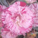 200 Seeds Peppermint Pink Carnation Seeds For Garden Planting Easy to Grow