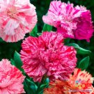 200 Seeds Picotee Mix Carnation Seeds For Garden Planting Easy to Grow