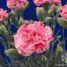 200 Seeds Pinball Wizard Carnation Seeds For Garden Planting Easy to Grow