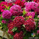 200 Seeds Pinocchio Mix Carnation Seeds For Garden Planting Easy to Grow
