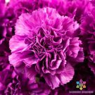 200 Seeds Purple Grenadin Carnation Seeds For Garden Planting Easy to Grow