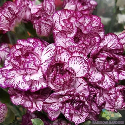 200 Seeds Purple Pixie Carnation Seeds For Garden Planting Easy to Grow