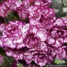 200 Seeds Purple Pixie Carnation Seeds For Garden Planting Easy to Grow