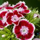 200 Seeds Red Chiantcarnation Seeds For Garden Planting Easy to Grow