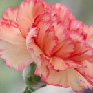 200 Seeds Rock Pink Carnation Seeds For Garden Planting Easy to Grow