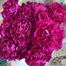 200 Seeds Southern Pink Carnation Seeds For Garden Planting Easy to Grow