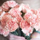 200 Seeds Squier Pink Carnation Seeds For Garden Planting Easy to Grow