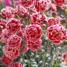 200 Seeds Sugar Plum Carnation Seeds For Garden Planting Easy to Grow