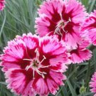 200 Seeds Superstar Carnation Seeds For Garden Planting Easy to Grow