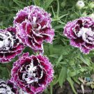 200 Seeds Velvet N Lace Chiantcarnation Seeds For Garden Easy to Grow