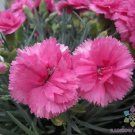 200 Seeds Woodland Pink Carnation Seeds For Garden Planting Easy to Grow