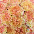 200 Seeds Yellow Pink Carnation Seeds For Garden Planting Easy to Grow