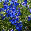 200 Seeds Blue Butterfly Delphinium Seeds For Garden Planting Easy to Grow