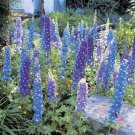200 Seeds Blue Mix Delphinium Seeds For Garden Planting Easy to Grow