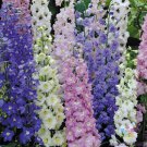 200 Seeds Butterfly Mix Delphinium Seeds For Garden Planting Easy to Grow